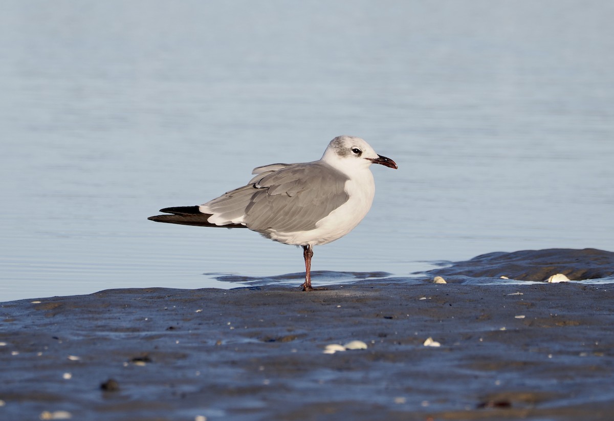 Laughing Gull - ML642188457