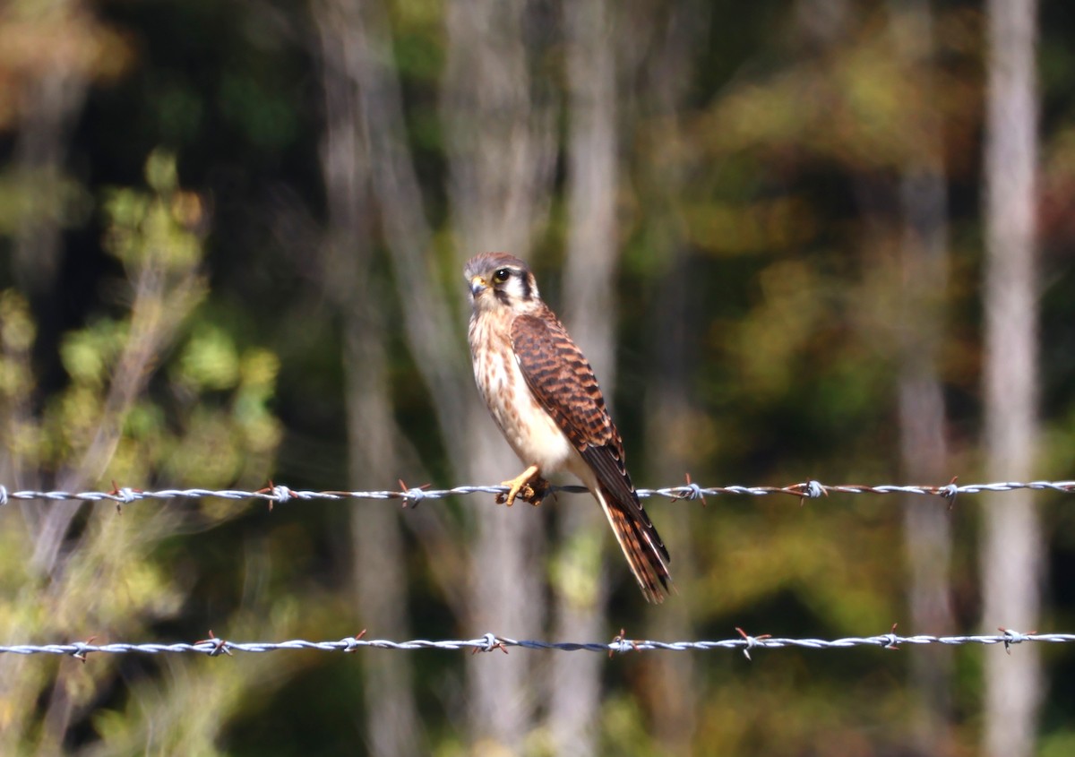 American Kestrel - ML642188467