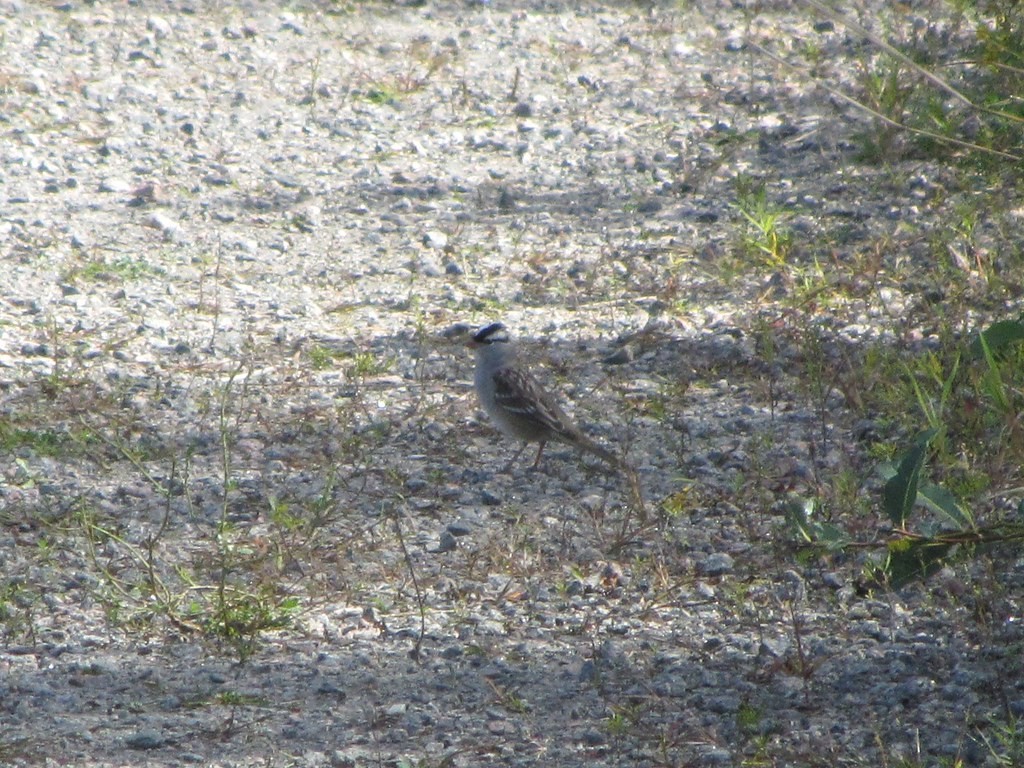 White-crowned Sparrow - ML642188468