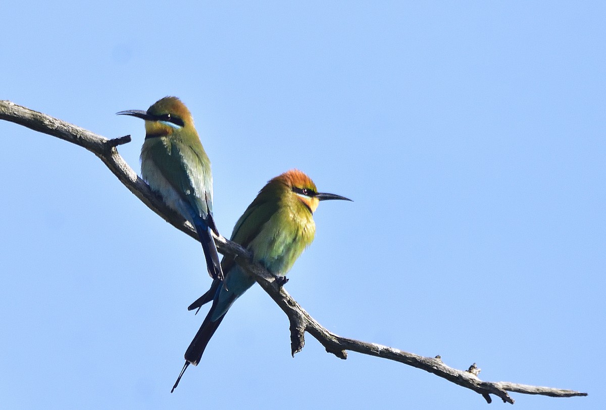 Rainbow Bee-eater - ML642188475
