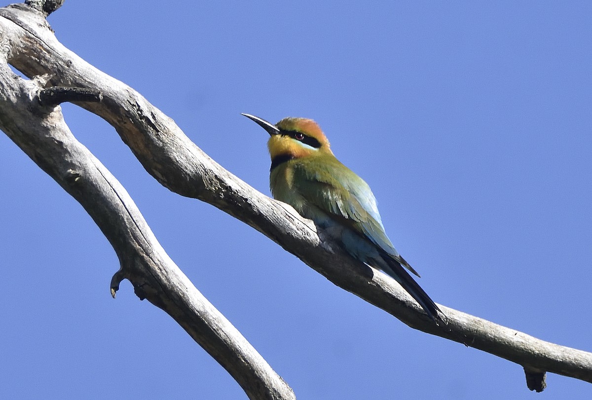 Rainbow Bee-eater - ML642188476
