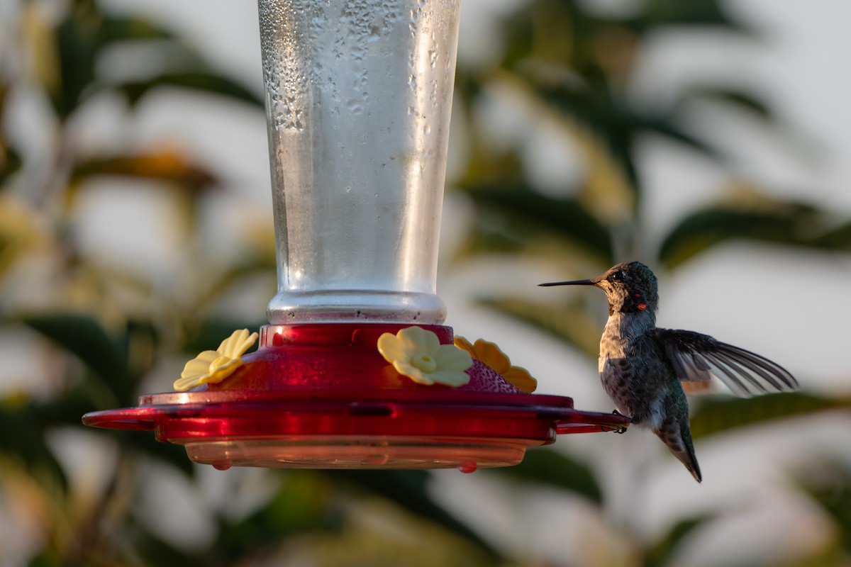 Anna's Hummingbird - ML642188482