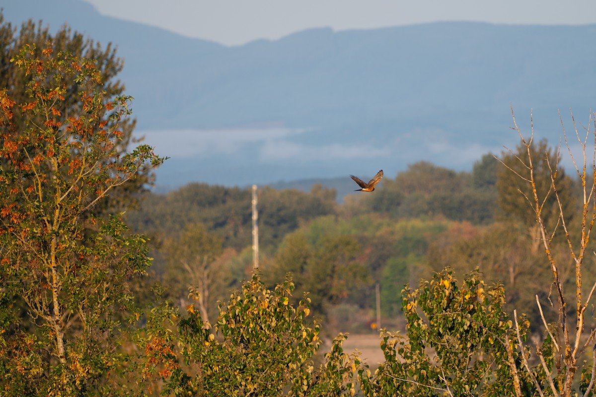 Northern Harrier - ML642188487