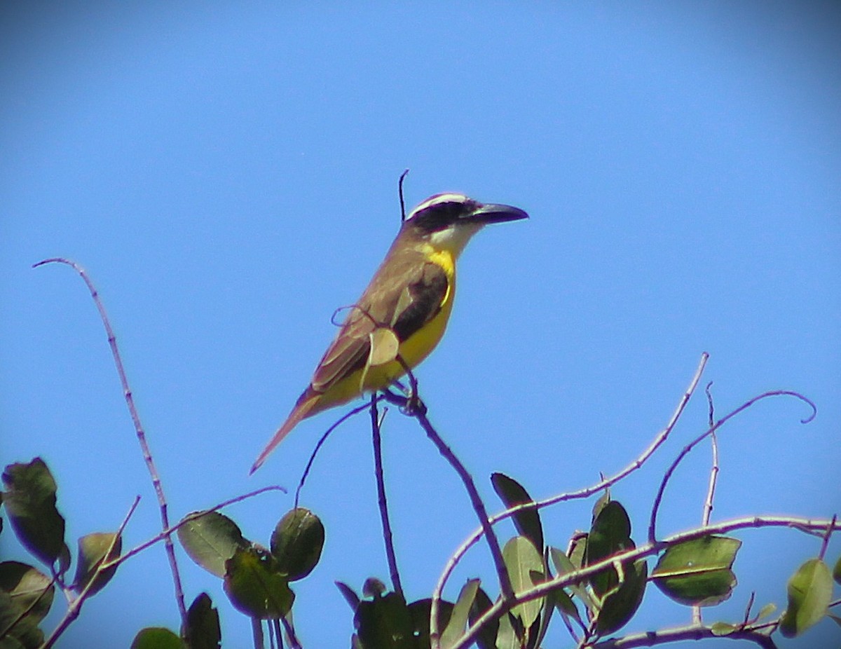 Boat-billed Flycatcher - ML642188498
