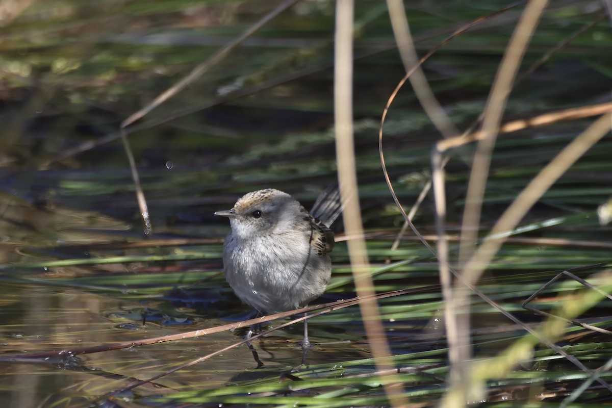 Little Grassbird - ML642188499