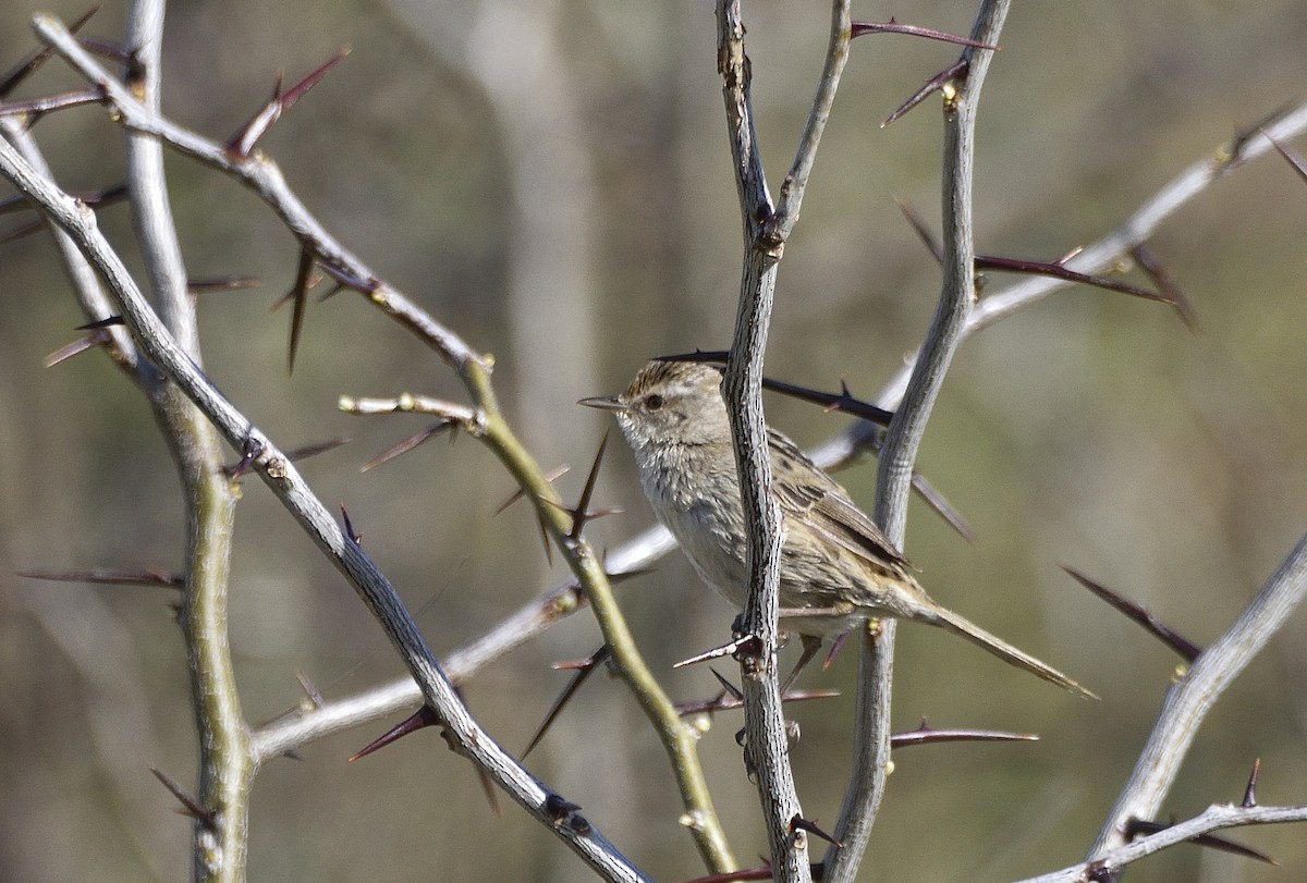 Little Grassbird - ML642188500