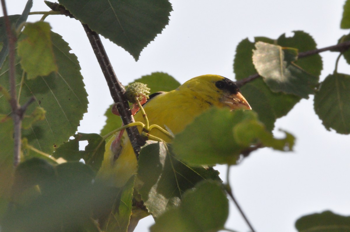 Chardonneret jaune - ML642188504