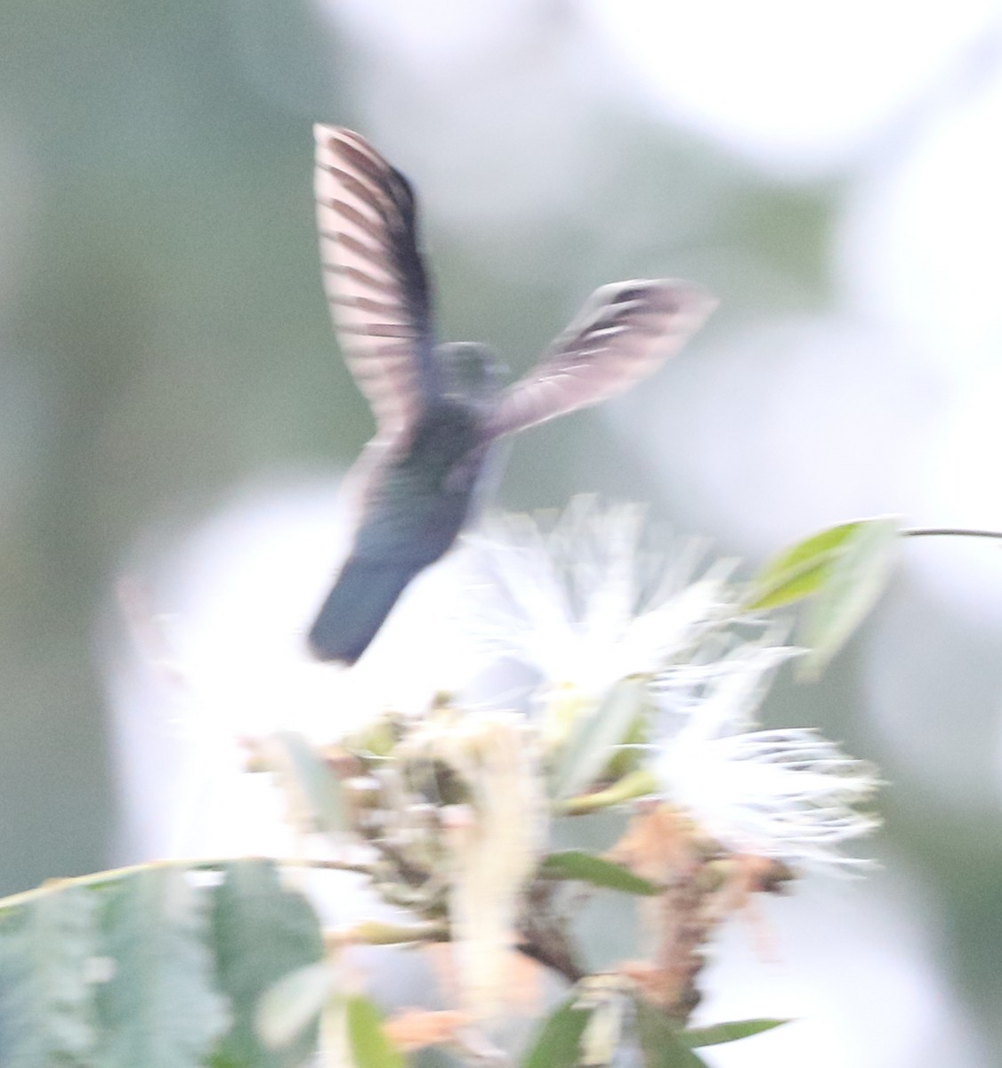 Gray-breasted Sabrewing - ML642188505