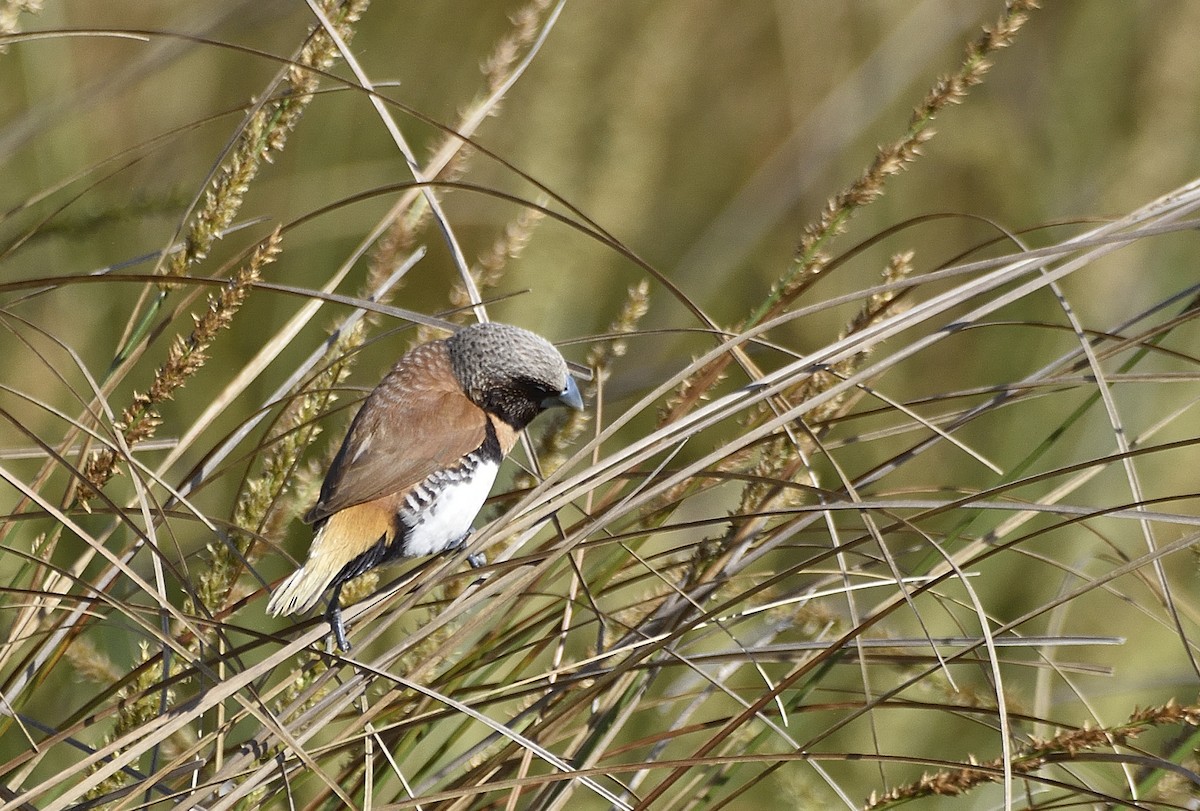 Chestnut-breasted Munia - ML642188513