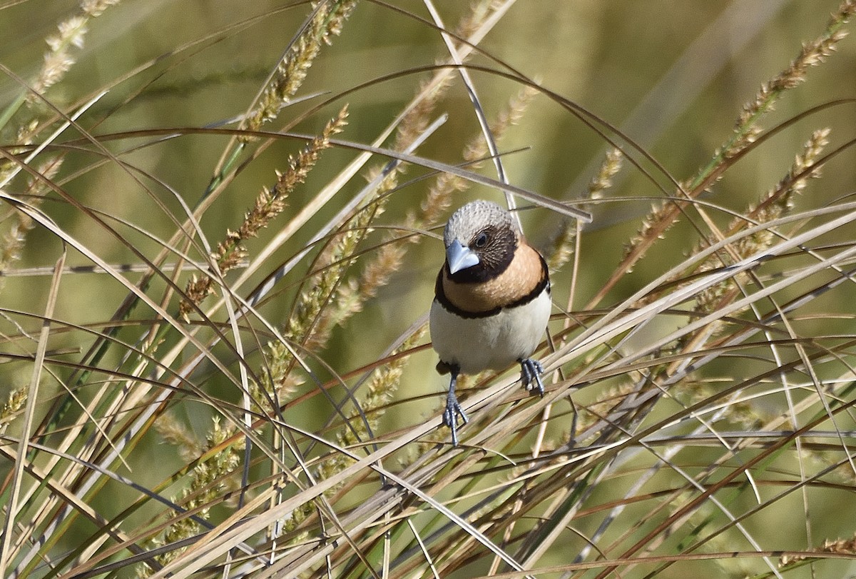 Chestnut-breasted Munia - ML642188514
