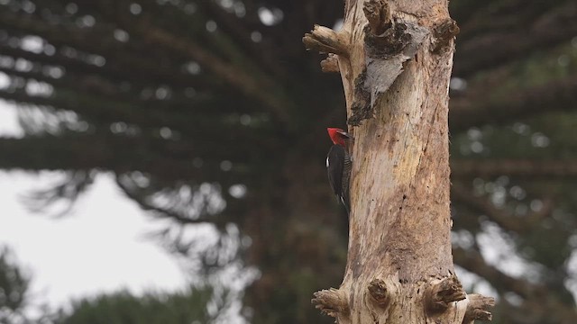 Robust Woodpecker - ML642188523