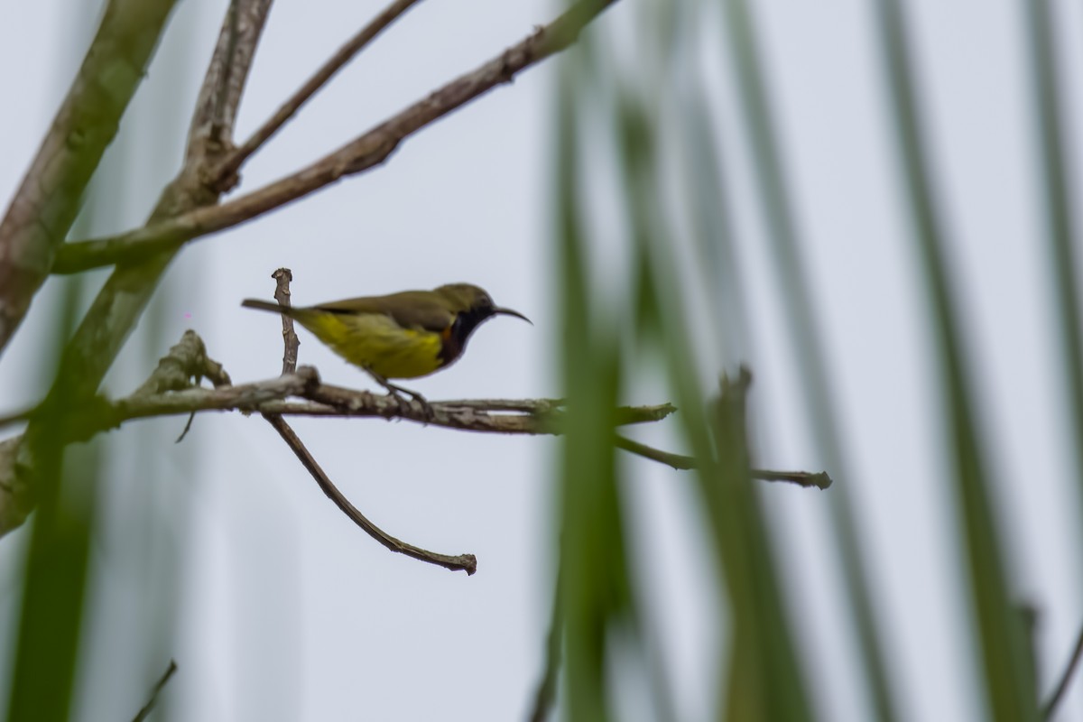 Ornate Sunbird - ML642188526