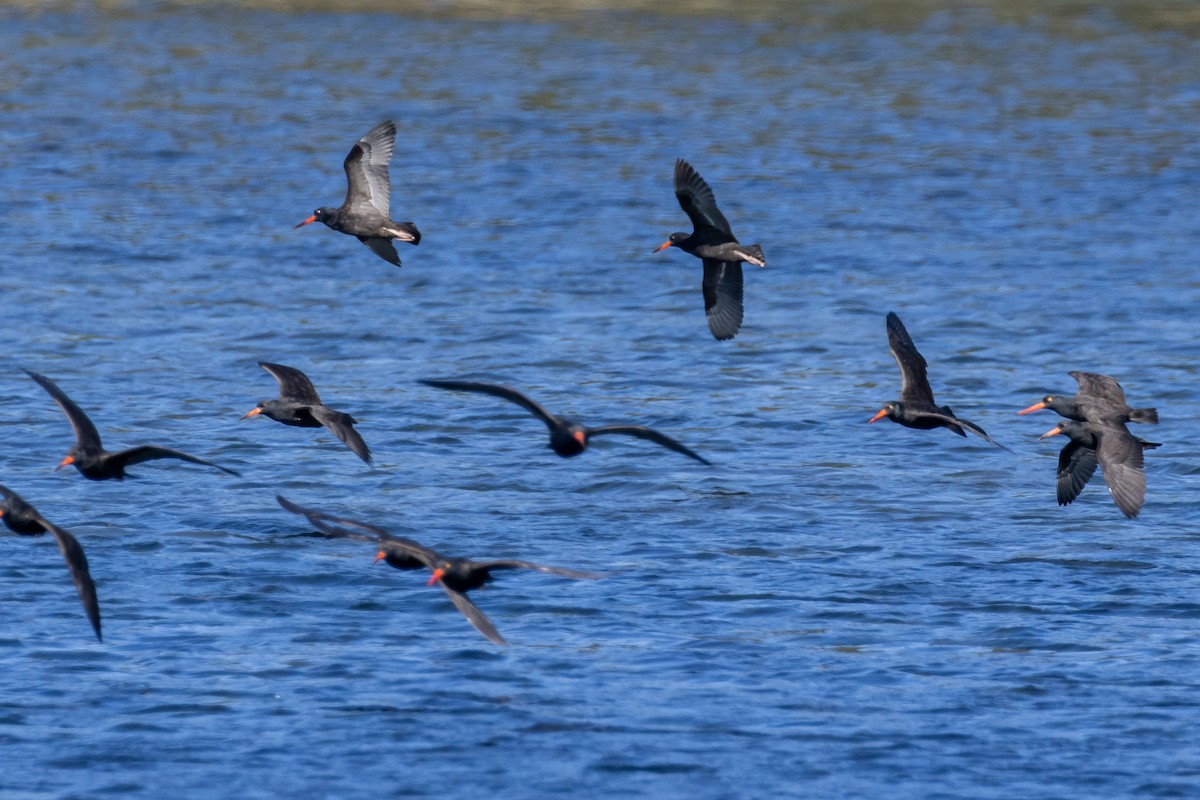 Black Oystercatcher - ML642188598