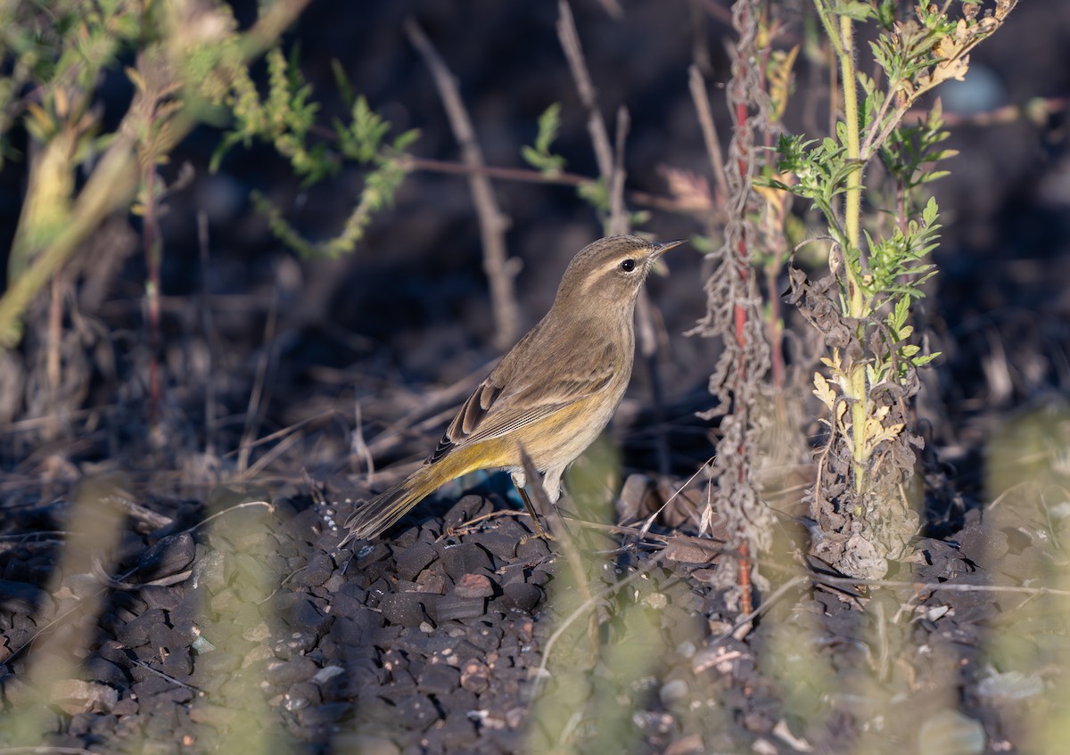 Palm Warbler - ML642188604