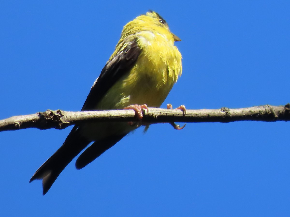 Chardonneret jaune - ML642188680