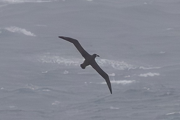 Black-footed Albatross - ML642188705