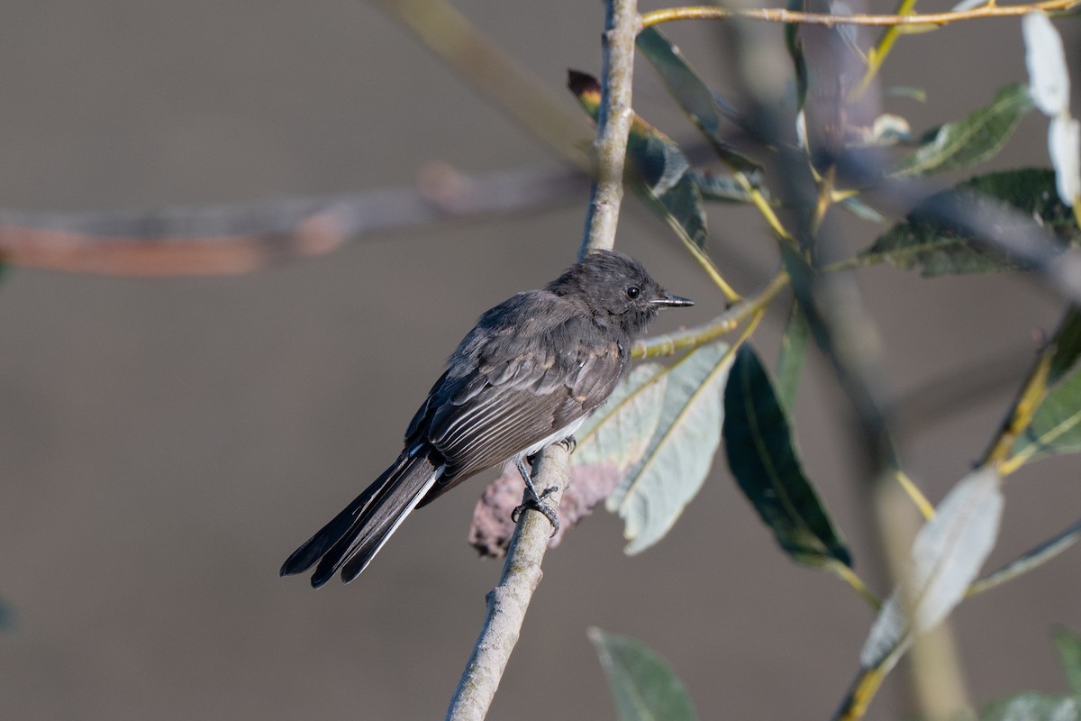 Black Phoebe - ML642188715