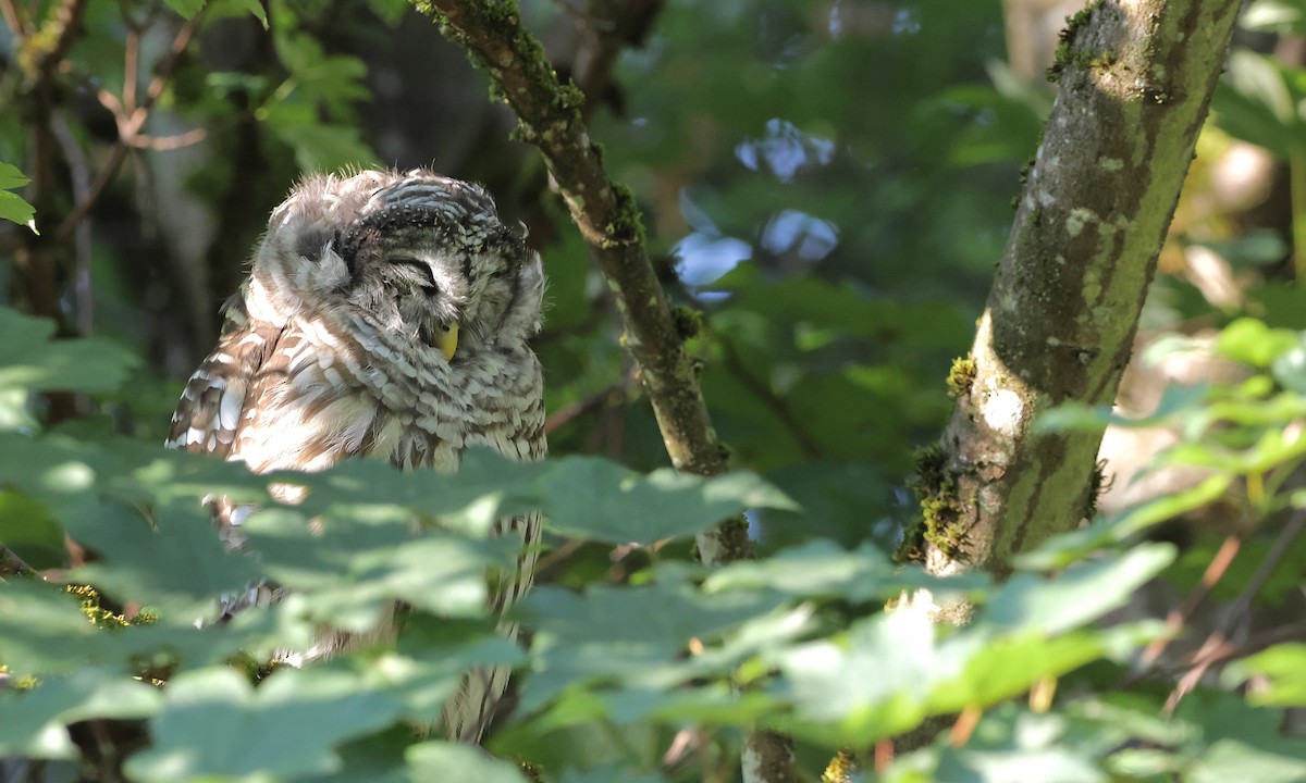 Barred Owl - ML642188720