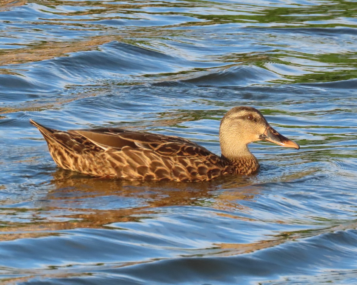 Mallard x Mottled Duck (hybrid) - ML642188728