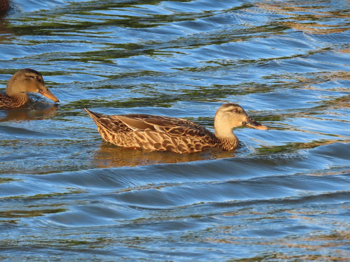 Mallard x Mottled Duck (hybrid) - ML642188729