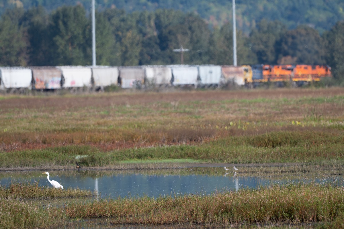 Цасч дэглий - ML642188730