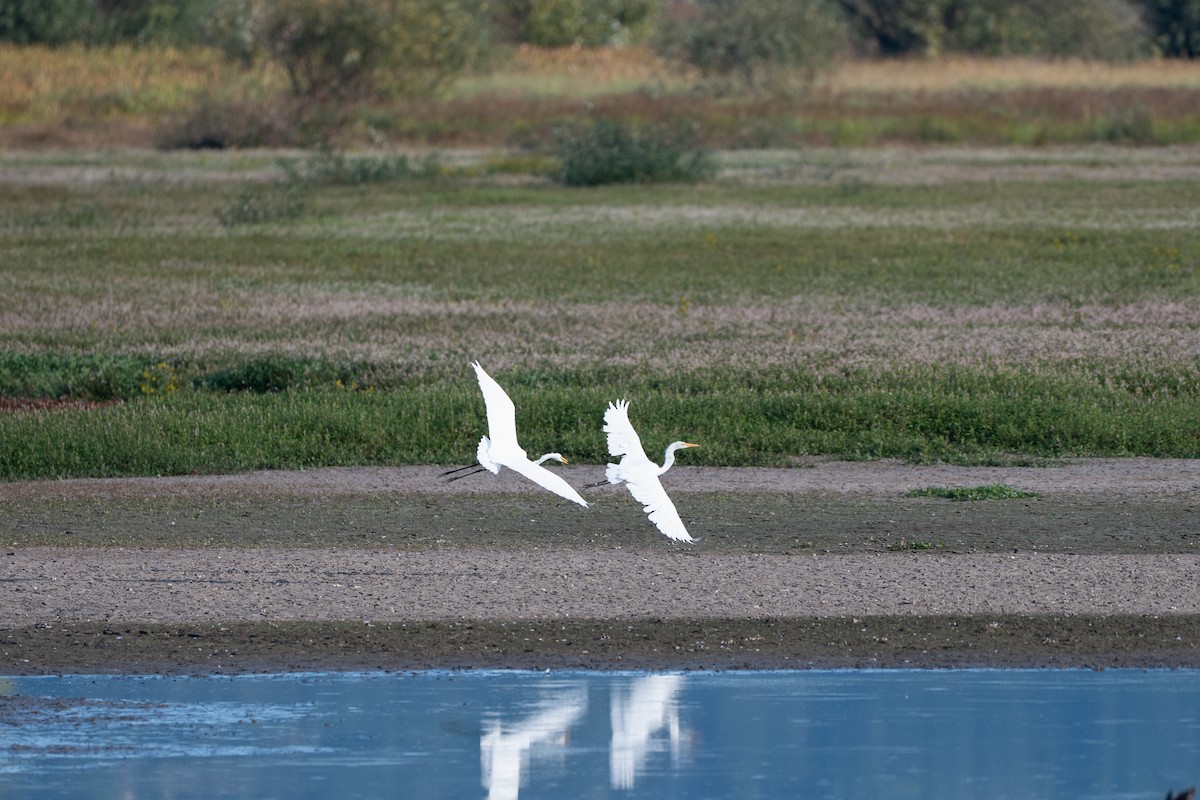 Цасч дэглий - ML642188734