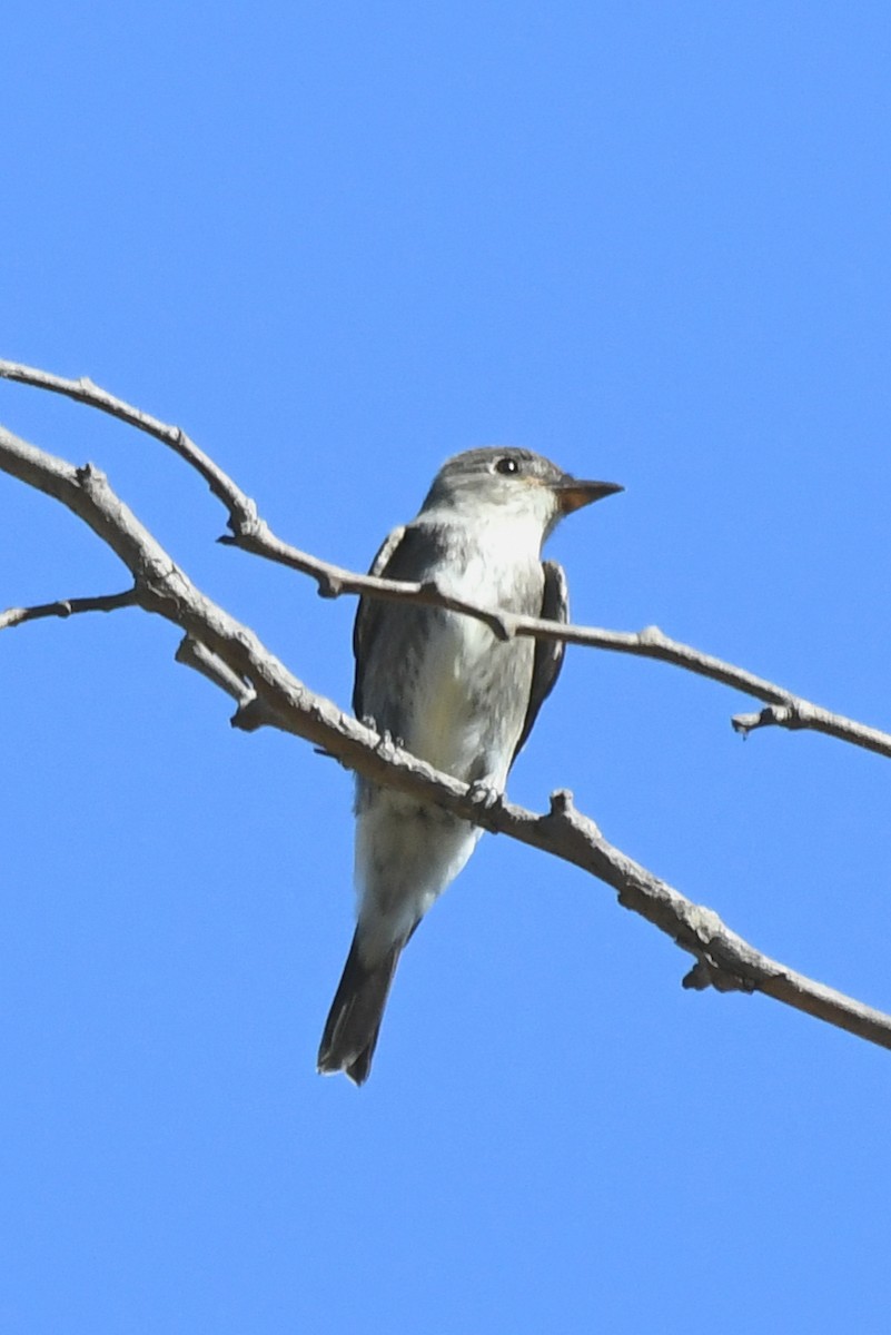 Olive-sided Flycatcher - ML642188738