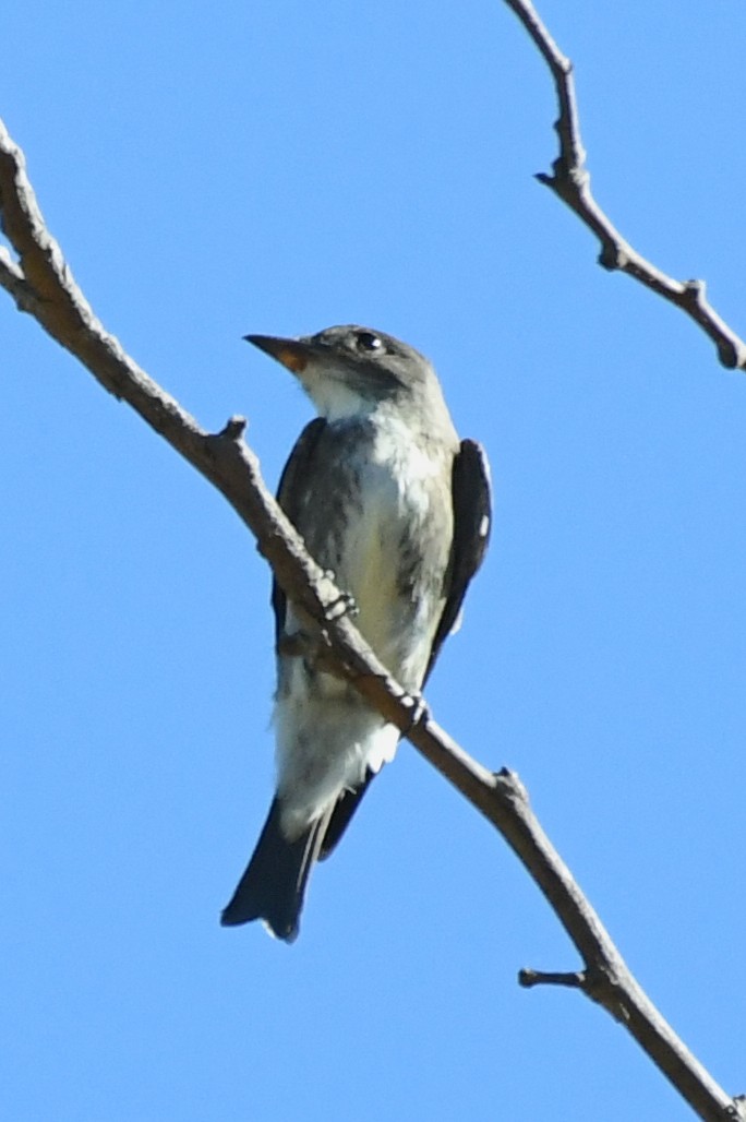 Olive-sided Flycatcher - ML642188739