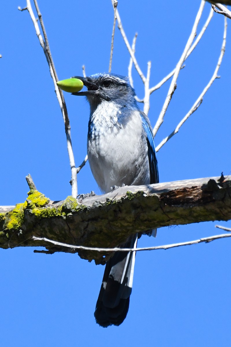 California Scrub-Jay - ML642188753