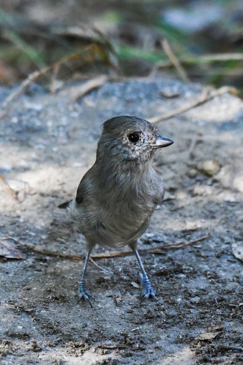 Oak Titmouse - ML642188760