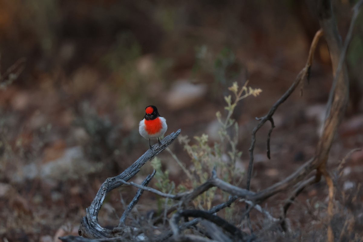 Red-capped Robin - ML642188775