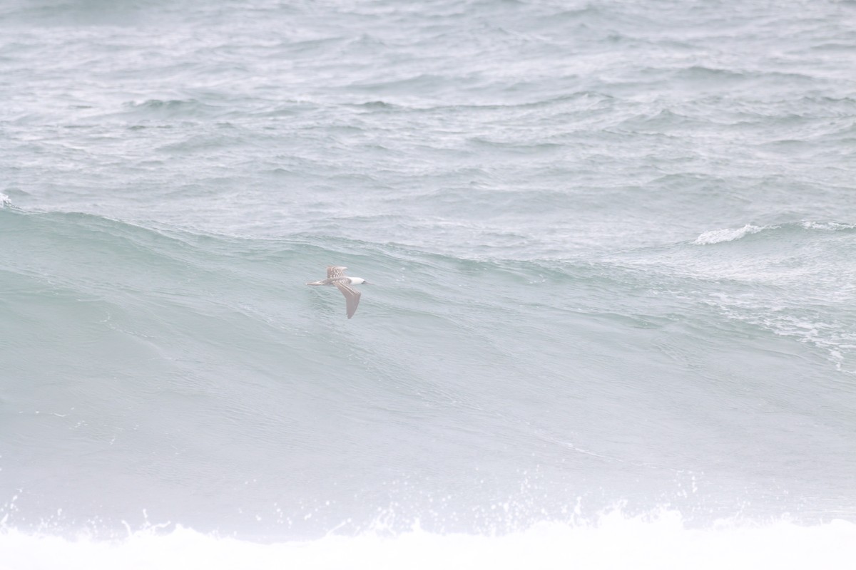Peruvian Booby - ML642188788