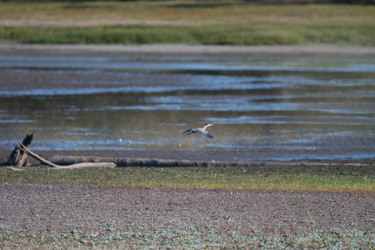 Green Heron - ML642188798