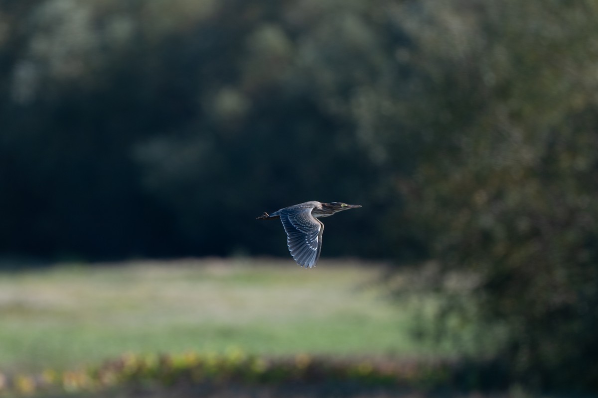 Green Heron - ML642188801