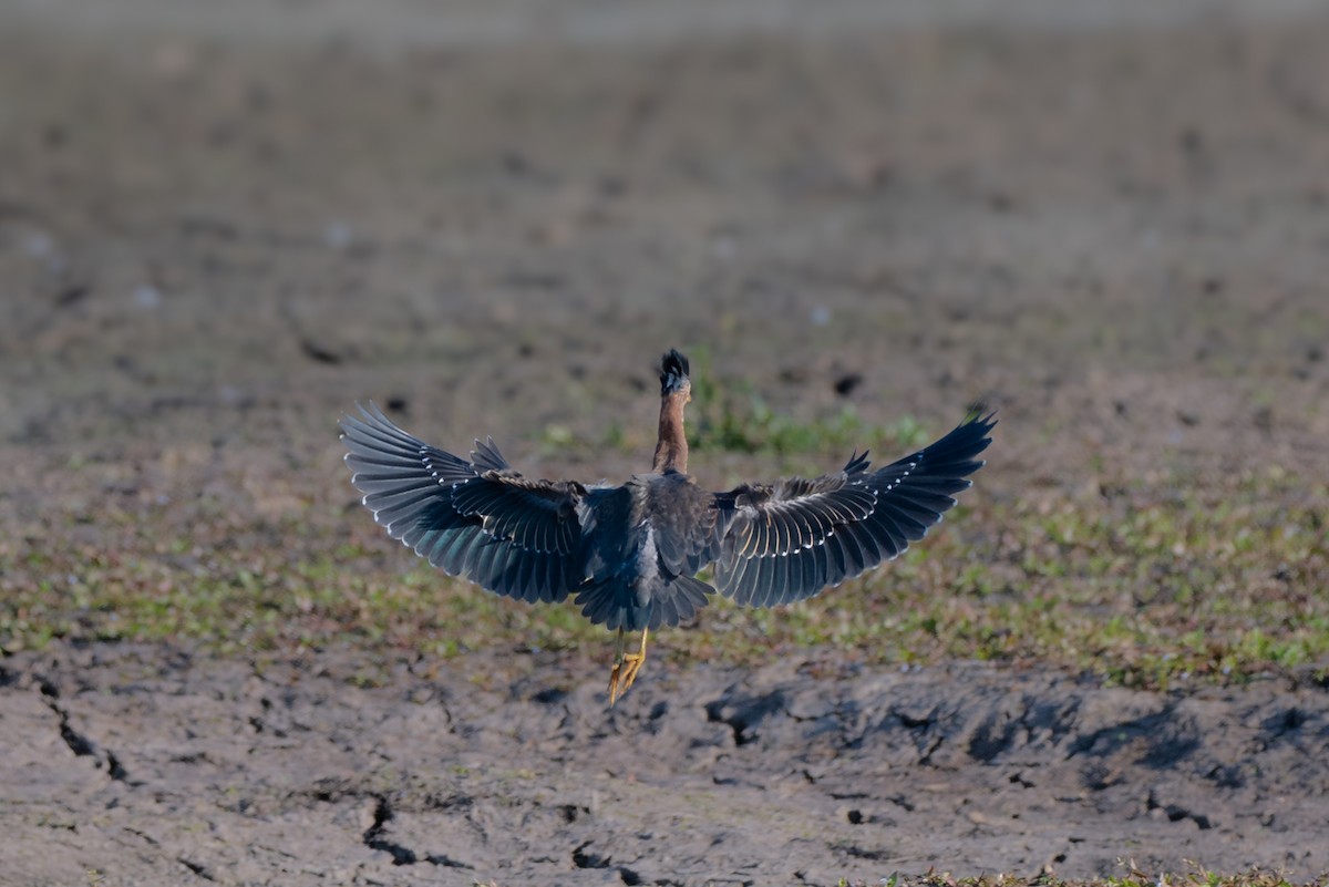 Green Heron - ML642188804