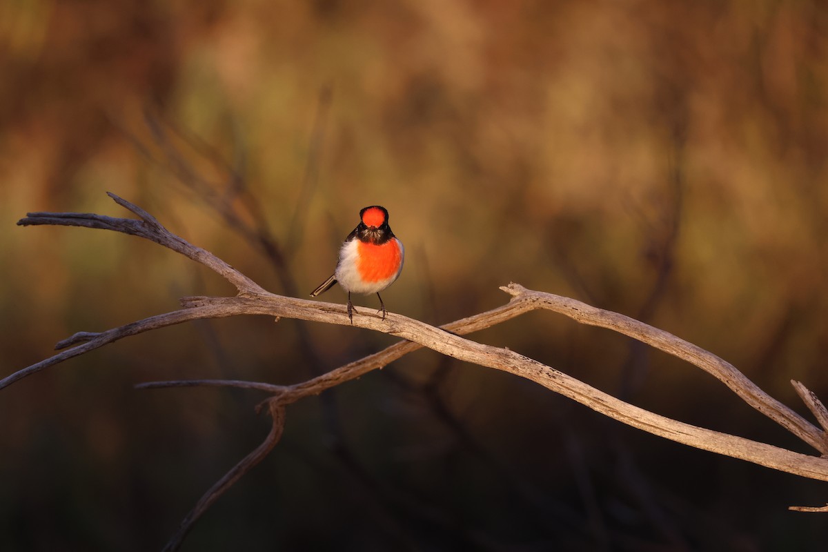 Red-capped Robin - ML642188811