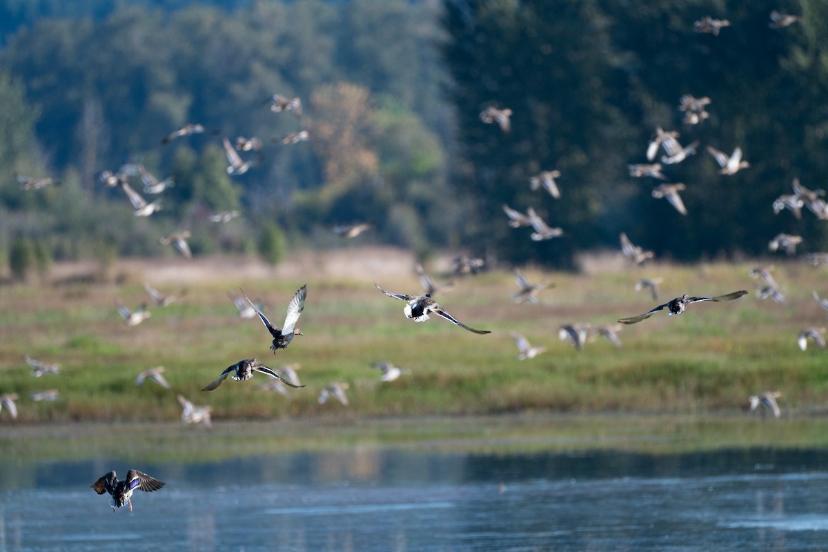 Зэрлэг нугас - ML642188814