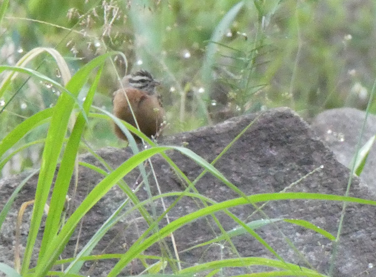 Gosling's Bunting - ML642188818