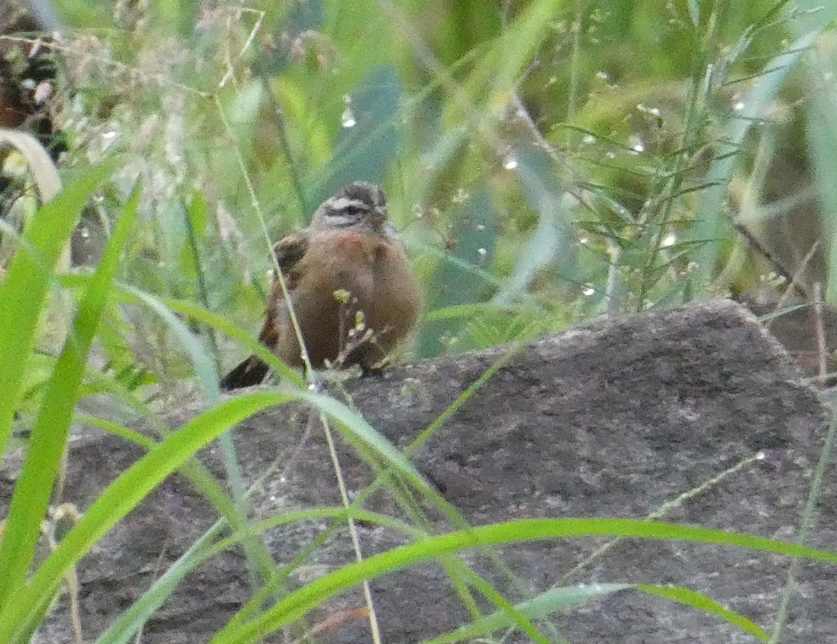 Gosling's Bunting - ML642188819