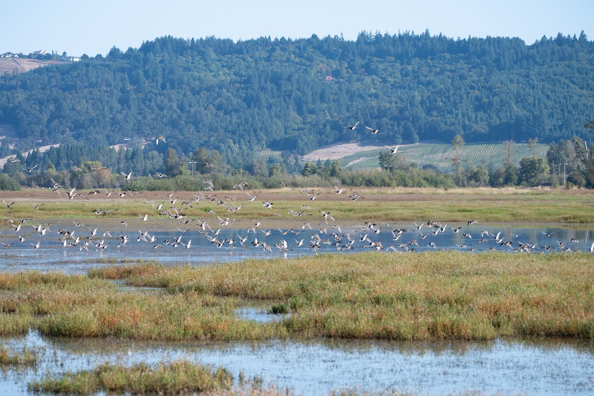 Зэрлэг нугас - ML642188821