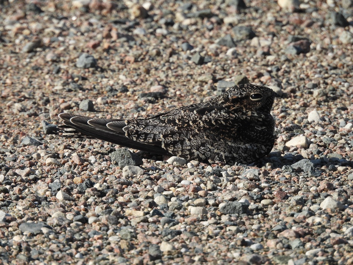 Common Nighthawk - ML642188822