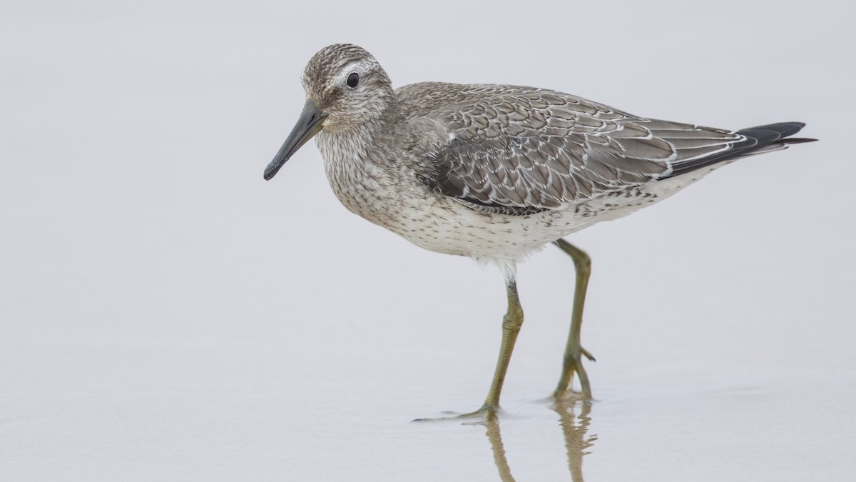 Red Knot - ML642188825