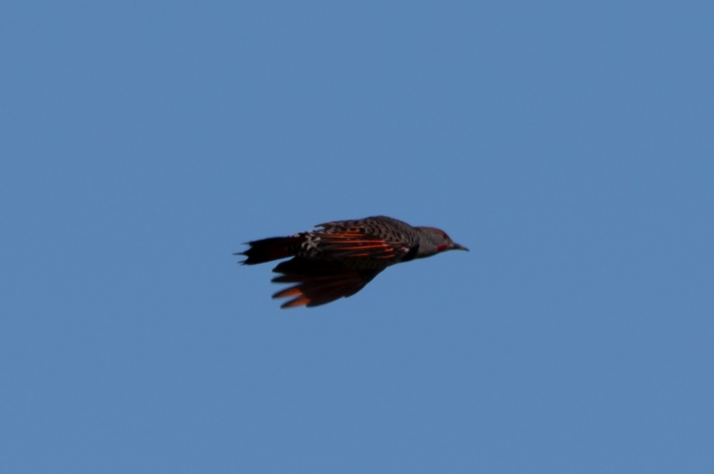 Northern Flicker - ML642188827