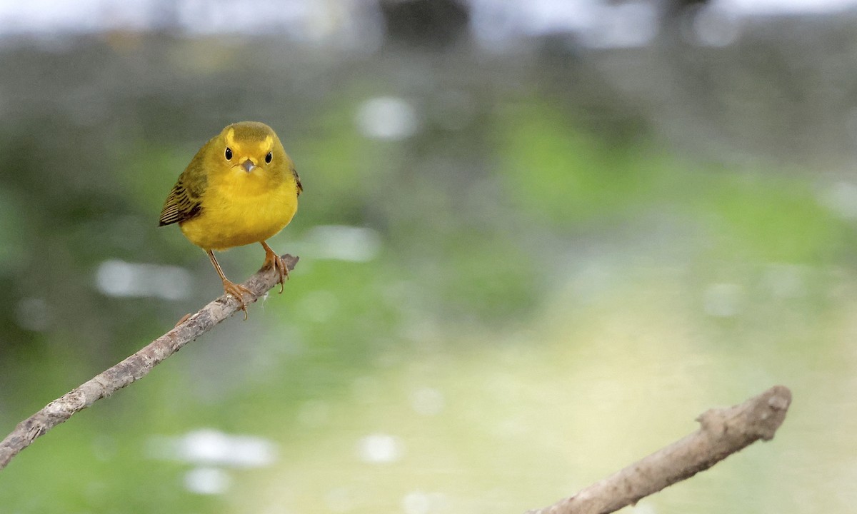 Wilson's Warbler - ML642188833