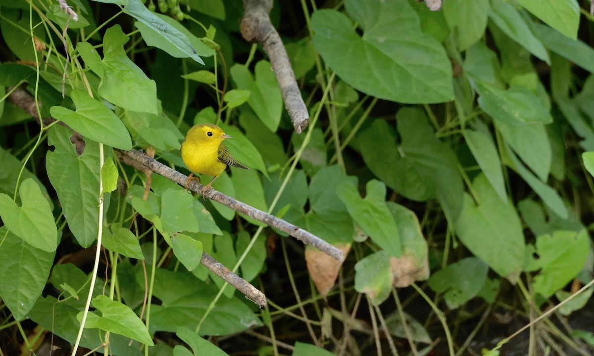 Wilson's Warbler - ML642188837