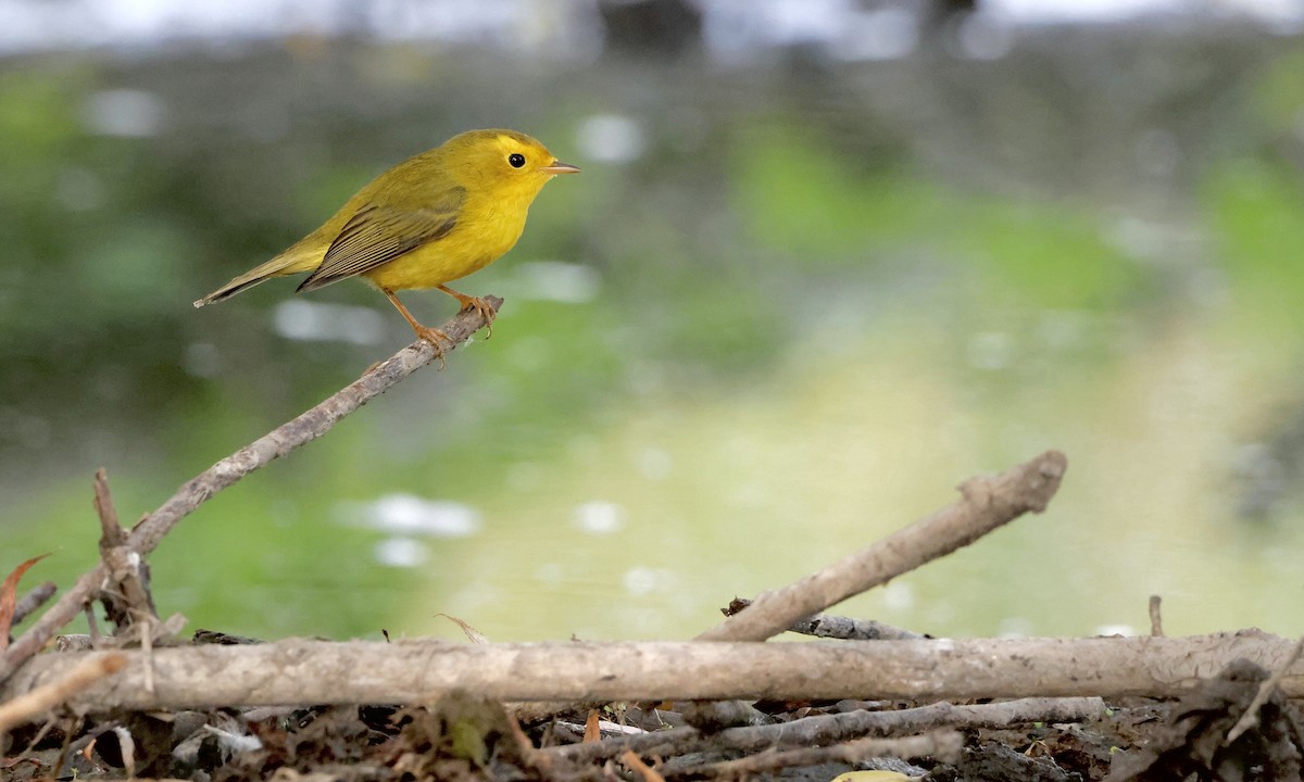 Wilson's Warbler - ML642188842