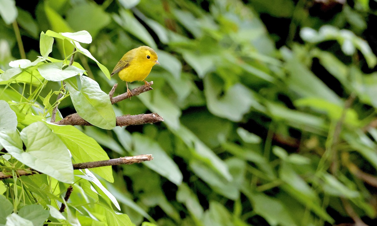 Wilson's Warbler - ML642188844