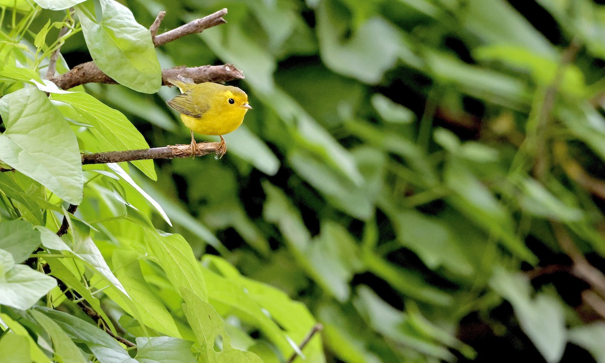 Wilson's Warbler - ML642188846