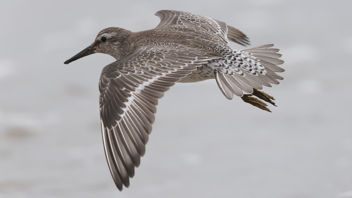Red Knot - ML642188847