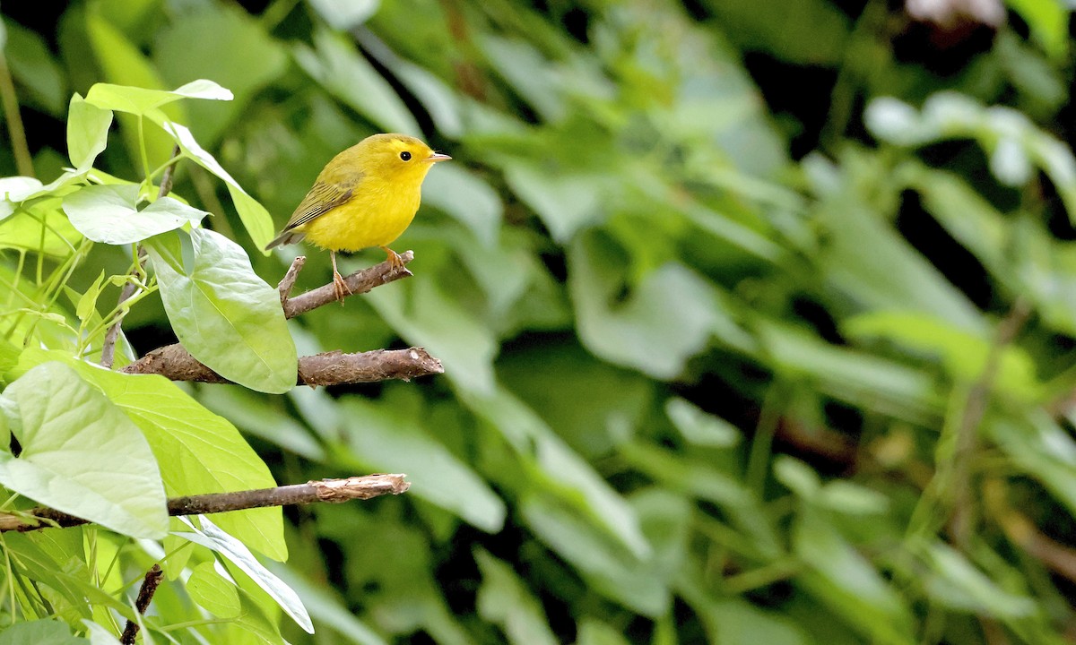 Wilson's Warbler - ML642188848